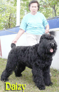 black russian terrier haircut