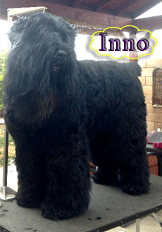 how do you groom black russian terrier