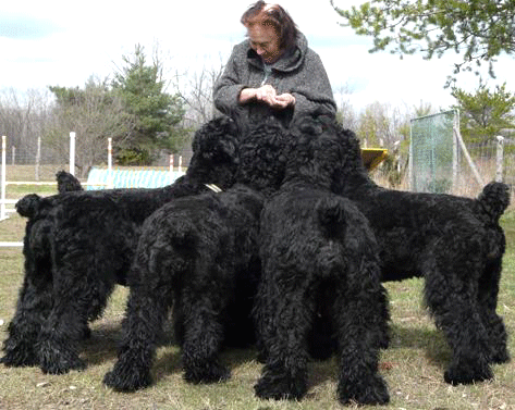 black russian terrier for sale near me