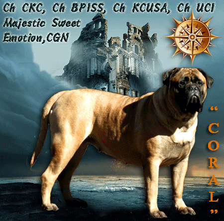 Majestic bullmastiffs sales