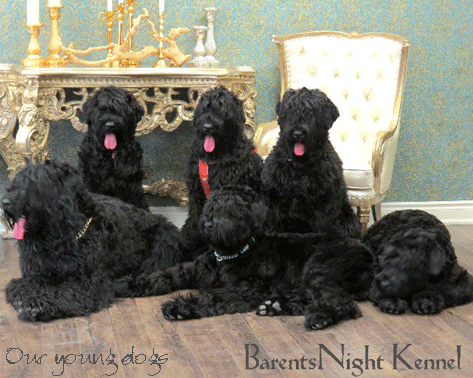 Black Russian Terrier Kennel | Ontario | 